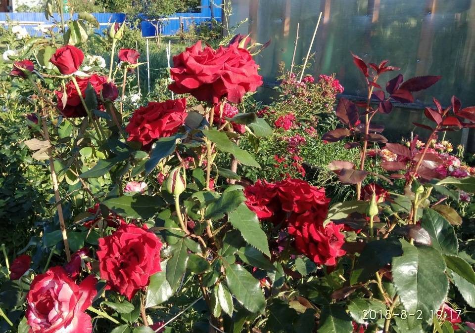 Роза примадонна: фото, описание сорта, подготовка и посадка саженцев, сочетание с другими растениями