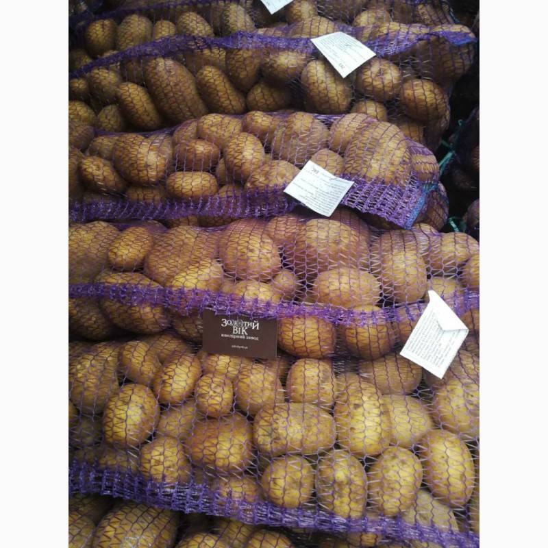 Белорусская красавица — описание вкусного и урожайного сорта картофеля «янка»