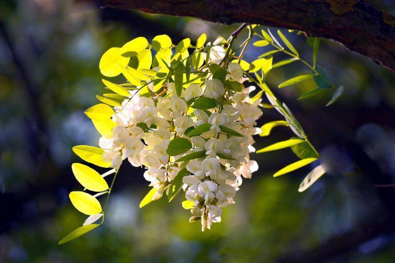 Лучших медоносы для пчел: специально высеиваемые цветы многолетники