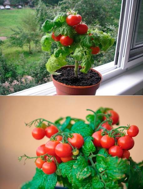 Чрезвычайно плодовитые сорта помидоров: стоит посадить, чтобы получить большой урожай томатов