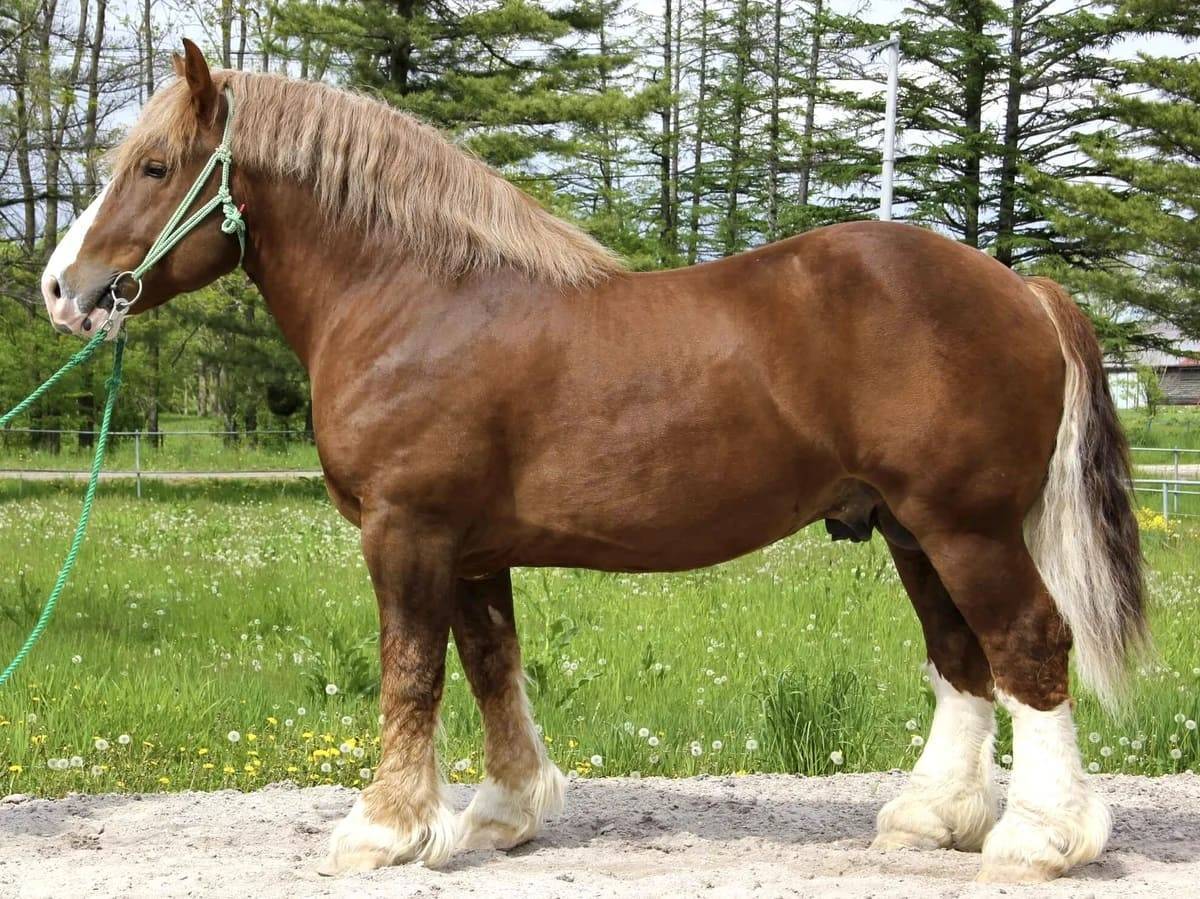 Арденская тяжеловозная порода лошадей: история и характеристика арденов
