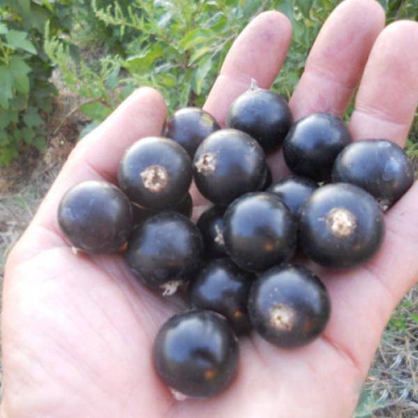 Сорт черной смородины голубка – особенности агротехники