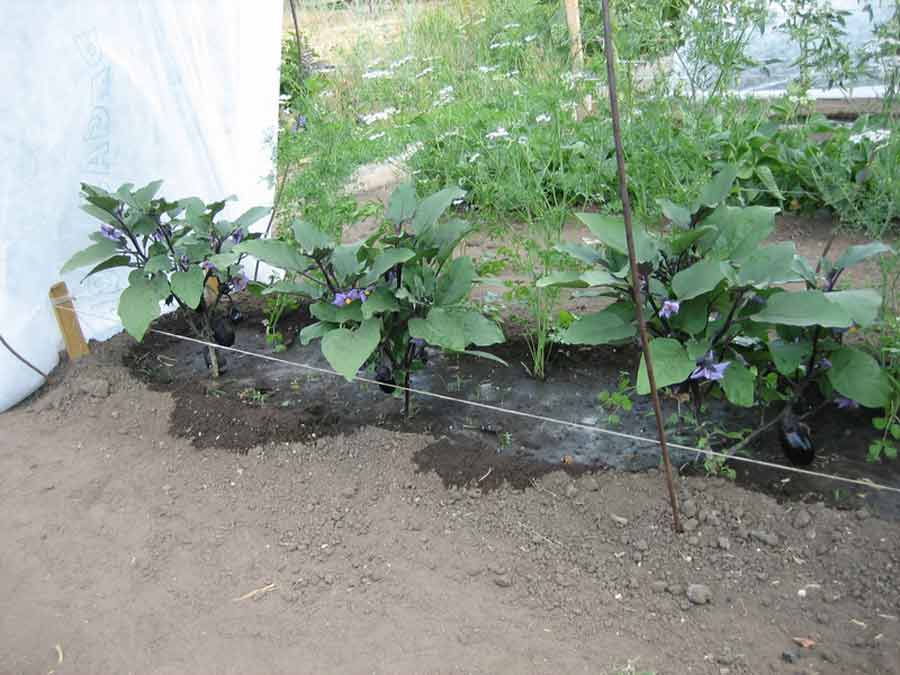Выращивание баклажанов в открытом грунте | посадка и уход, нюансы агротехники