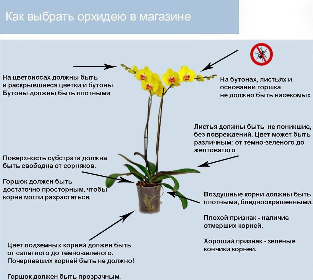 Правильный уход за орхидеями для новичков
