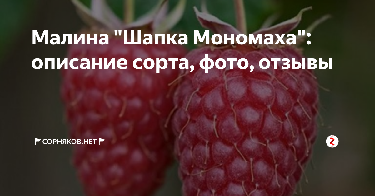 Малина шапка мономаха - описание сорта, посадка и уход