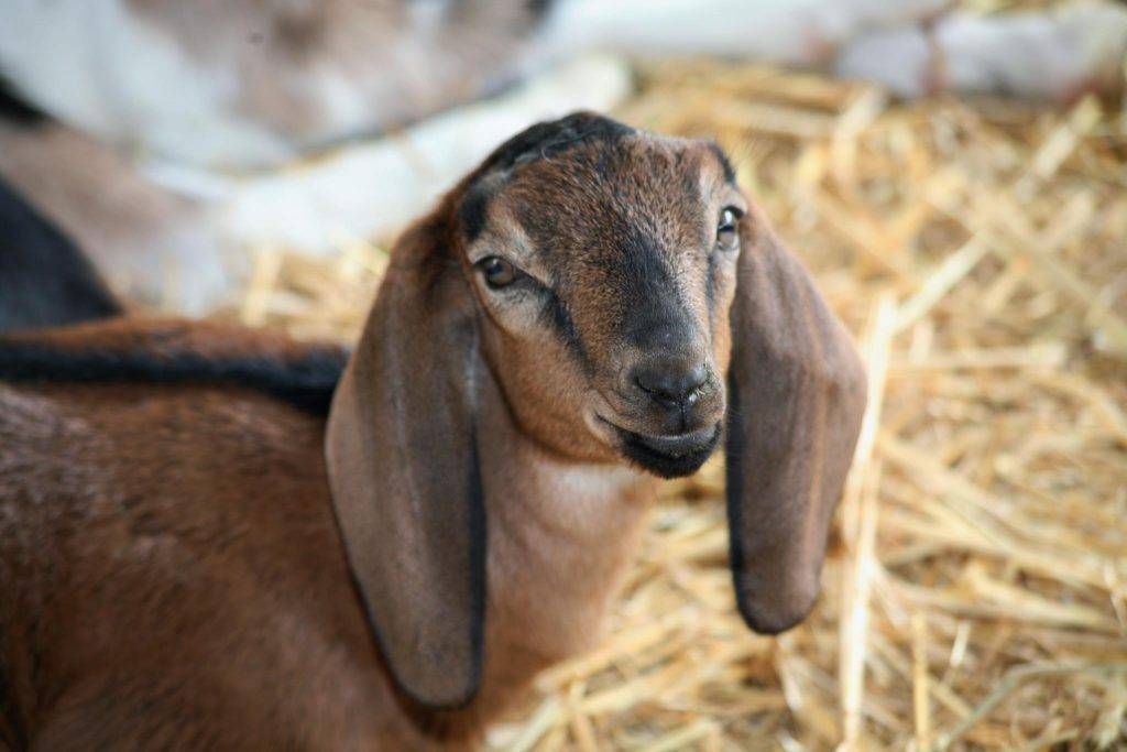 Нубийские козы — описание, характеристика, продуктивность, плюсы и минусы разведения в домашнем хозяйстве (90 фото)