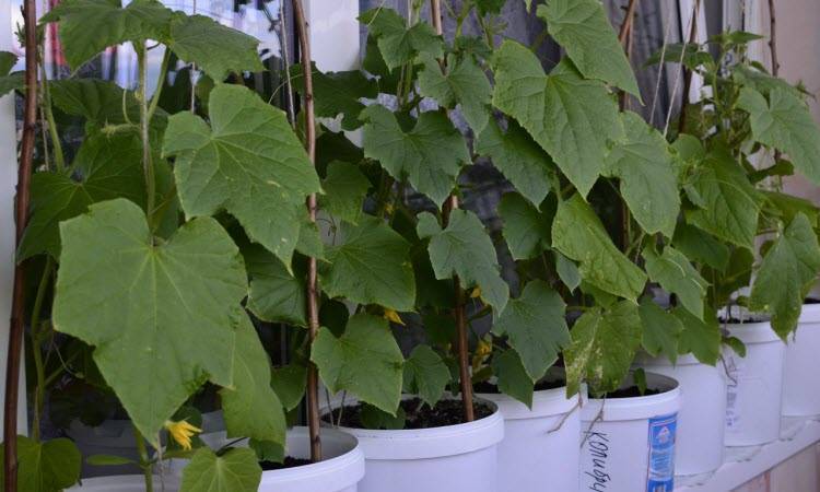 Можно ли выращивать огурцы на балконе - как получить хороший урожай