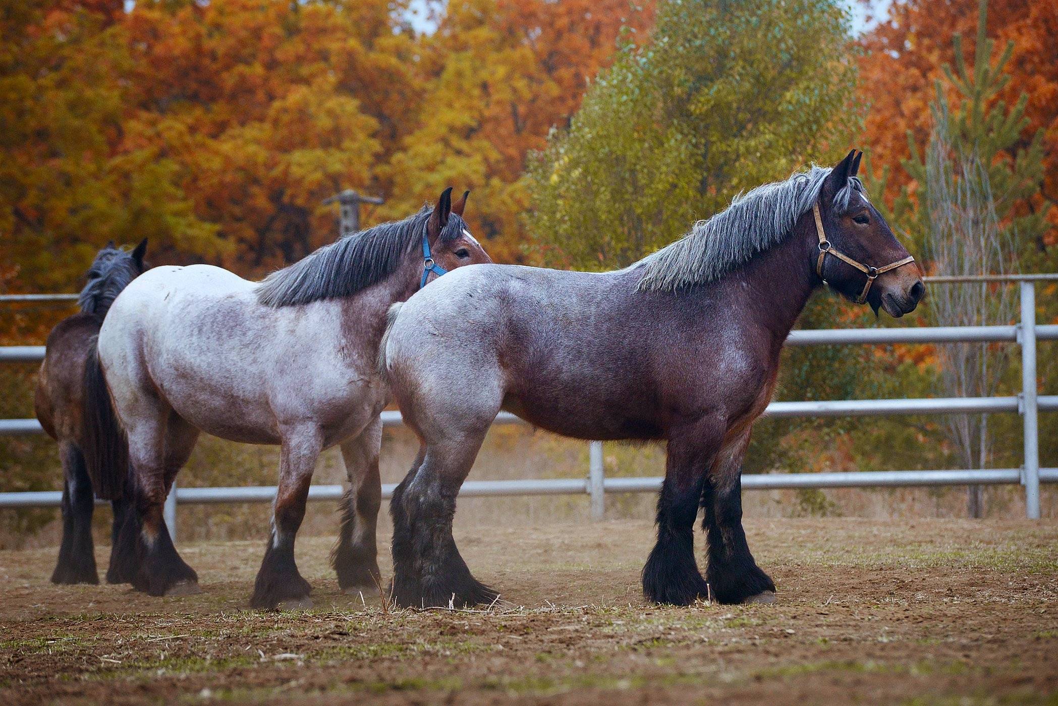 Арденская лошадь (ardennes horse)