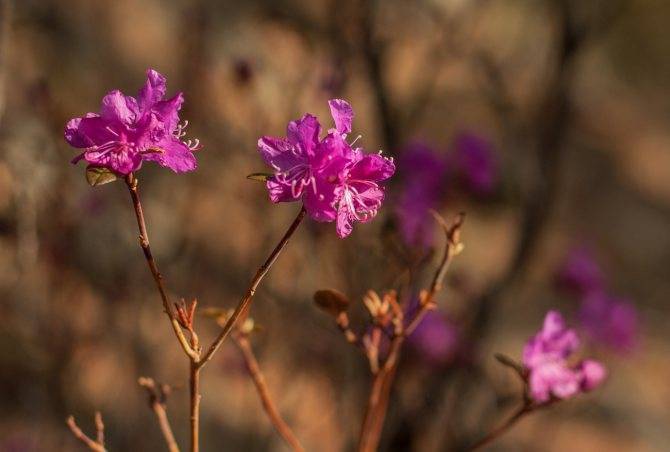 Как я выращиваю рододендроны из семян | возрождение лесов & биоразнообразие