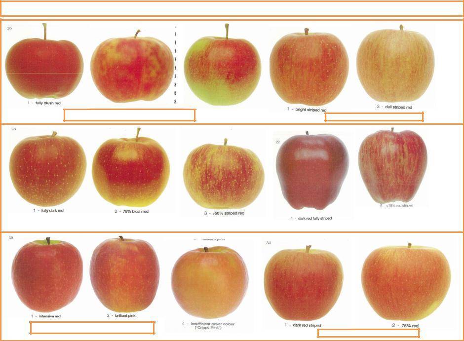 Все сорта яблок по алфавиту с картинками
