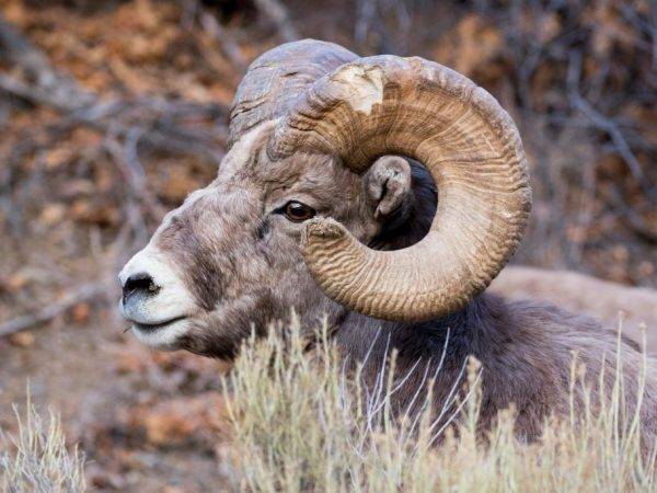 Казахстанский горный баран — архар - животные
