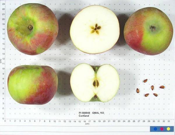 Описание сорта яблони кортланд