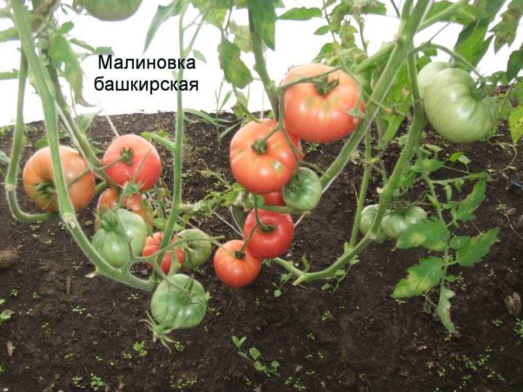 Описание сорта томата малиновка — особенности выращивания