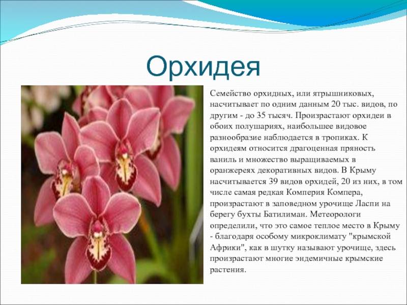 Орхидея фаленопсис: выращивание в домашних условиях, таблицы