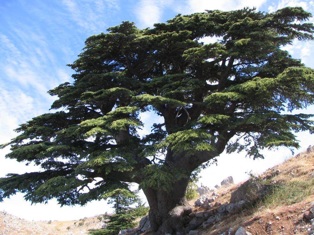 Кедр гималайский (cedrus deodara): посадка и уход, выращивание