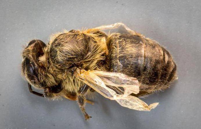 Акарапидоз у пчёл — симптомы и лечение
