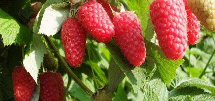 Малина скромница: плюсы и минусы сорта, правила ухода