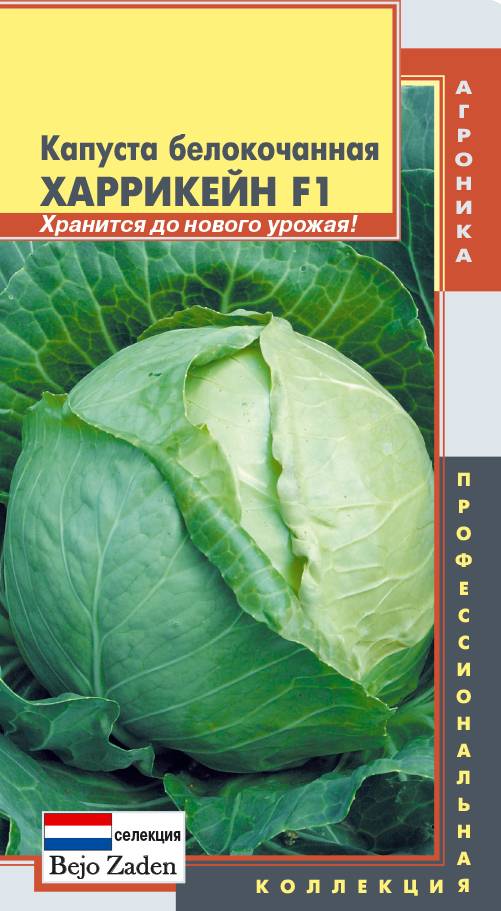 Лучшие сорта ранней капусты голландской селекции 2021