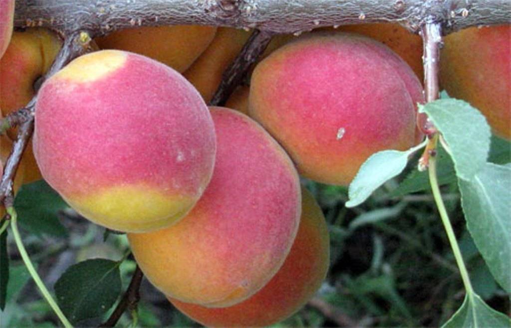 Саратовский рубин — абрикос: описание сорта, характеристики, отзывы. обрезка абрикоса