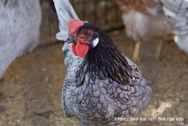 Андалузская порода кур - фото, описание, содержание голубых куриц