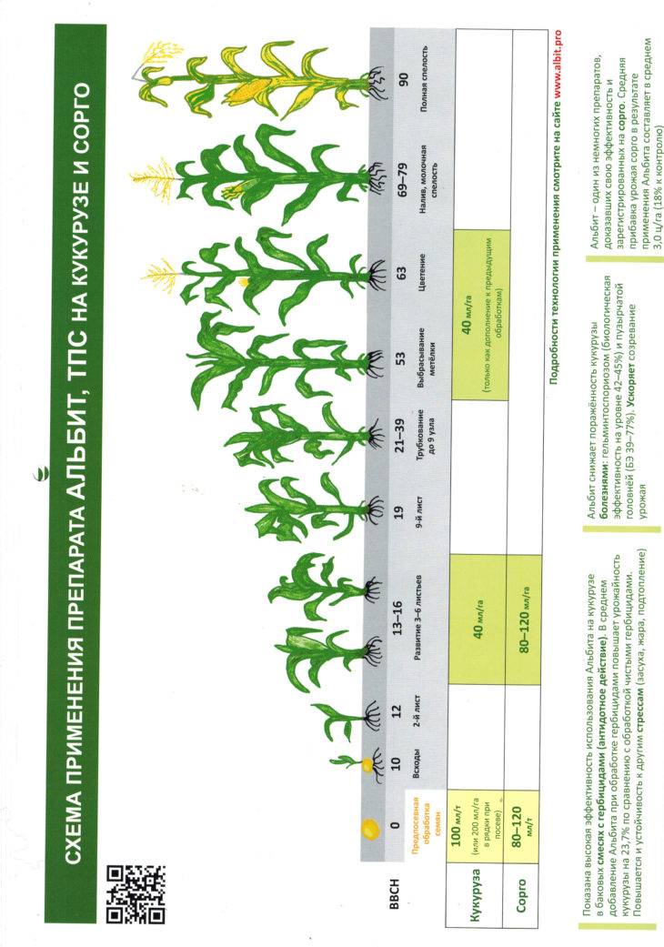 Гербицид по кукурузе: обработка после всходов, выбор почвенного препарата