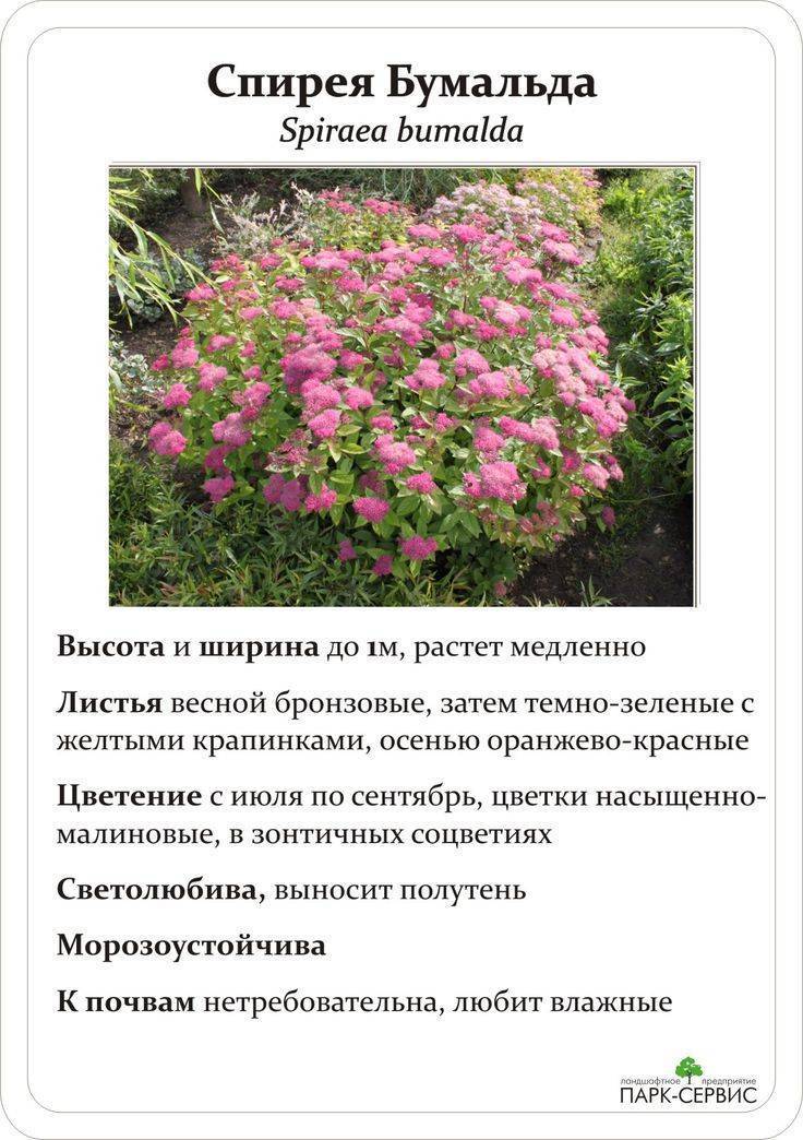 Спирея розовая фото и описание высота кустарника