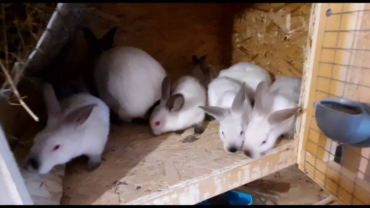 Когда крольчат отсаживать от крольчихи и чем кормить