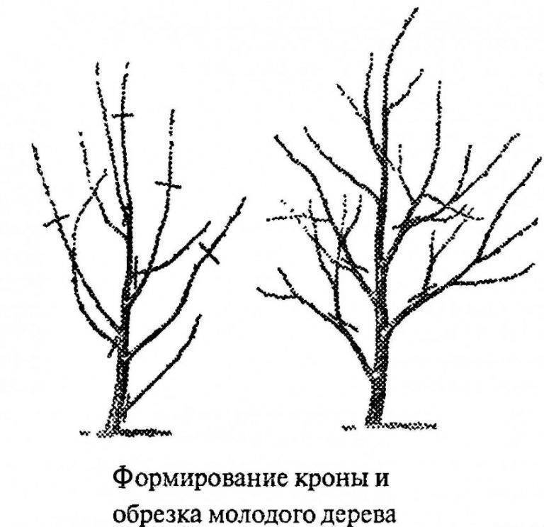 Обрезка сливы весной схема для начинающих