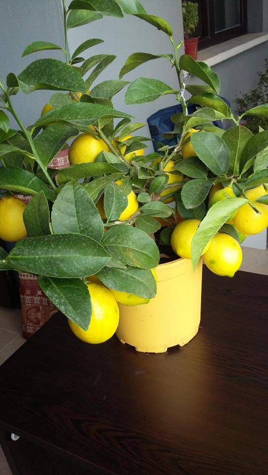 Лимон мейера: уход в домашних условиях, описание китайского сорта, возможные болезни и вредители при выращивании