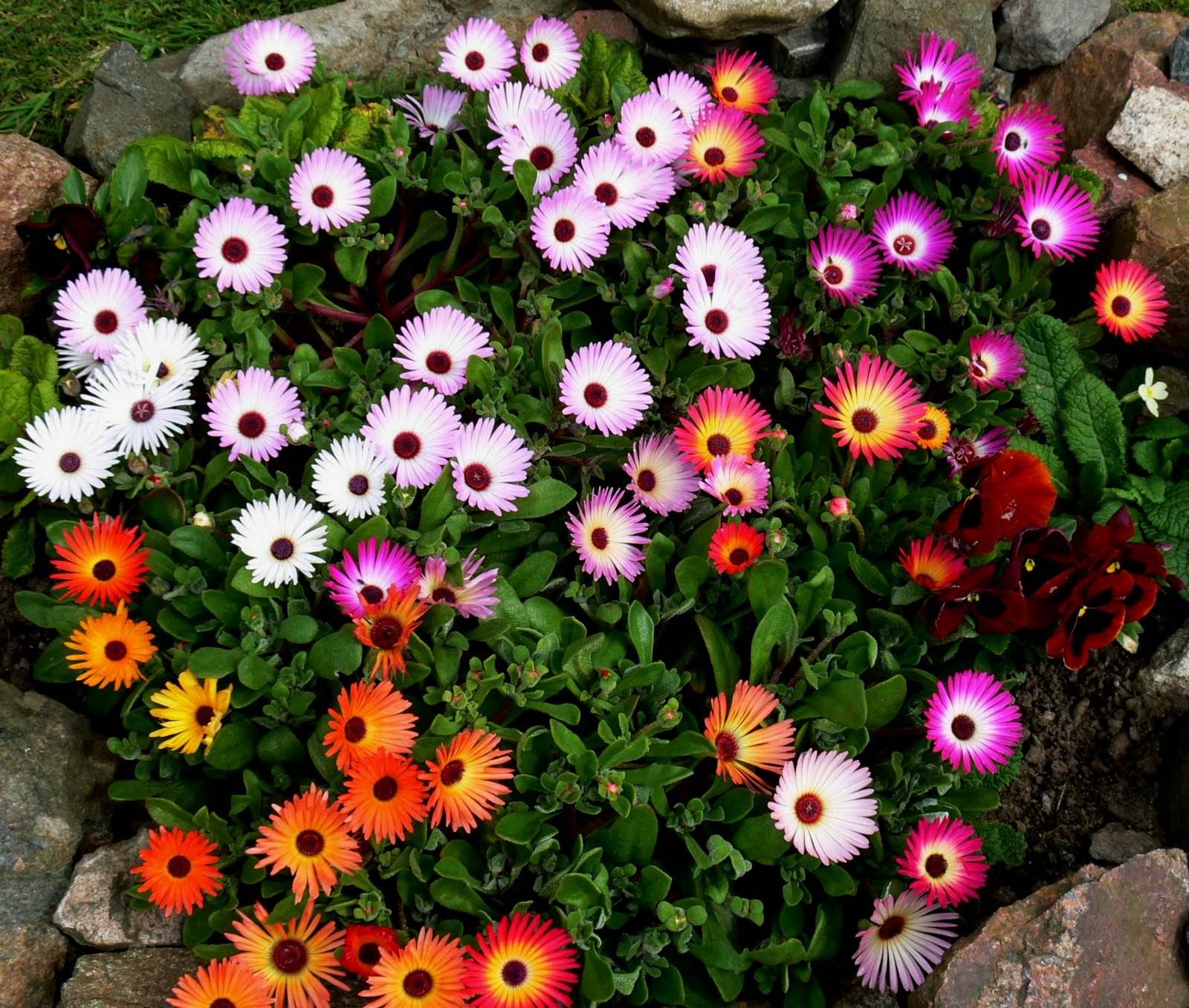 Мезембриантемум фото и описание цветов