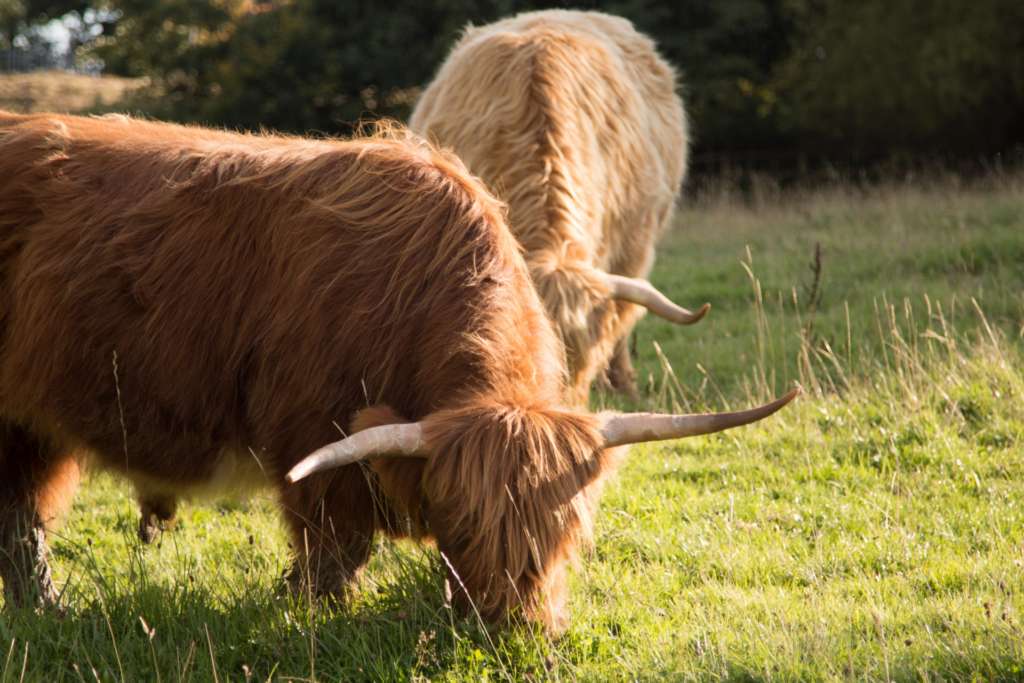 «хайленд» – описание шотландской породы коров