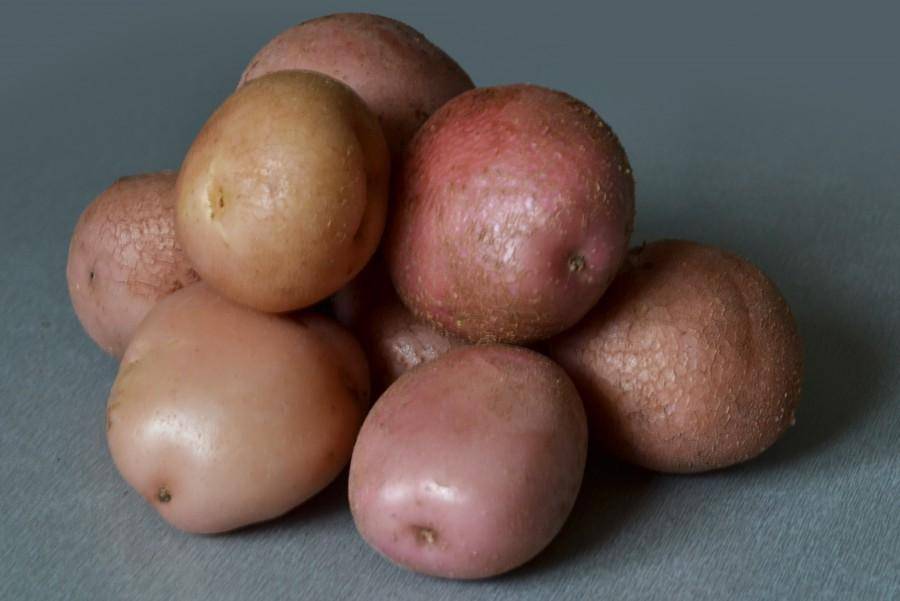 ᐉ сорт картофеля «романо» – описание и фото - roza-zanoza.ru
