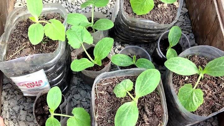 Кабачки - подготовка и посев семян, выращивание рассады