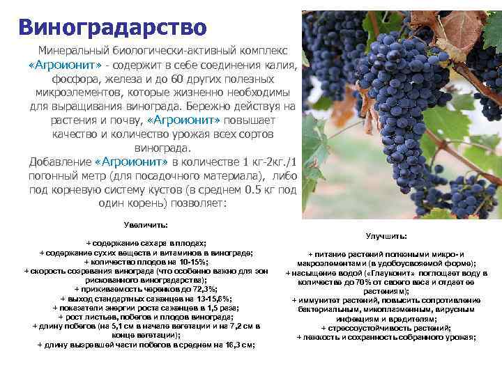 Черный виноград: польза и вред для организма женщин и мужчин