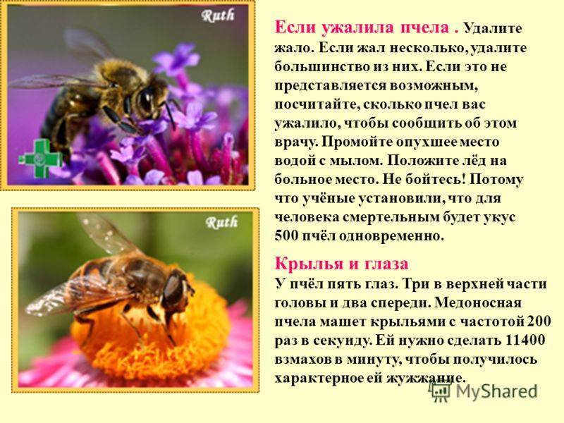 Текст и выполни задания пчелы. Интересные факты отпчелах. Интересные сведения о пчелах. Важные факты о пчелах. Интересное о пчелах для детей.