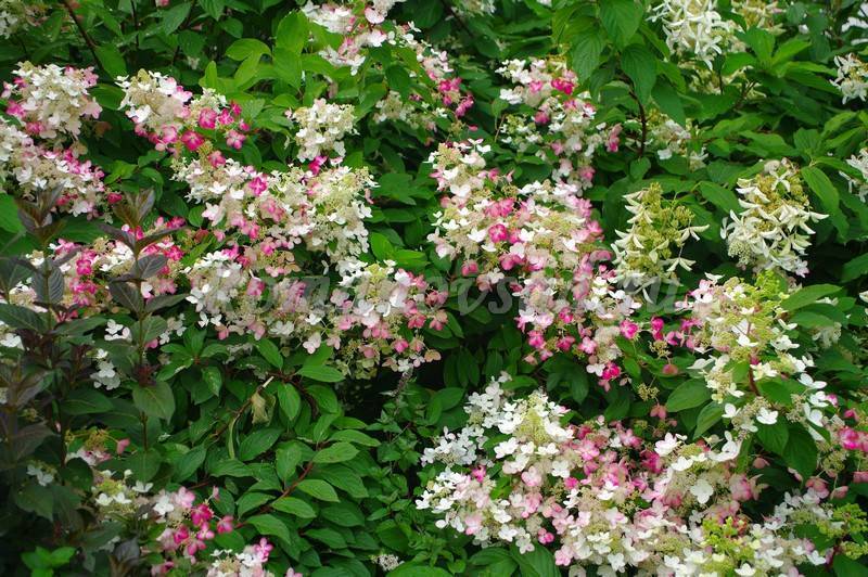 Сорта гортензии метельчатой, самые красивые и устойчивые для посадки в саду