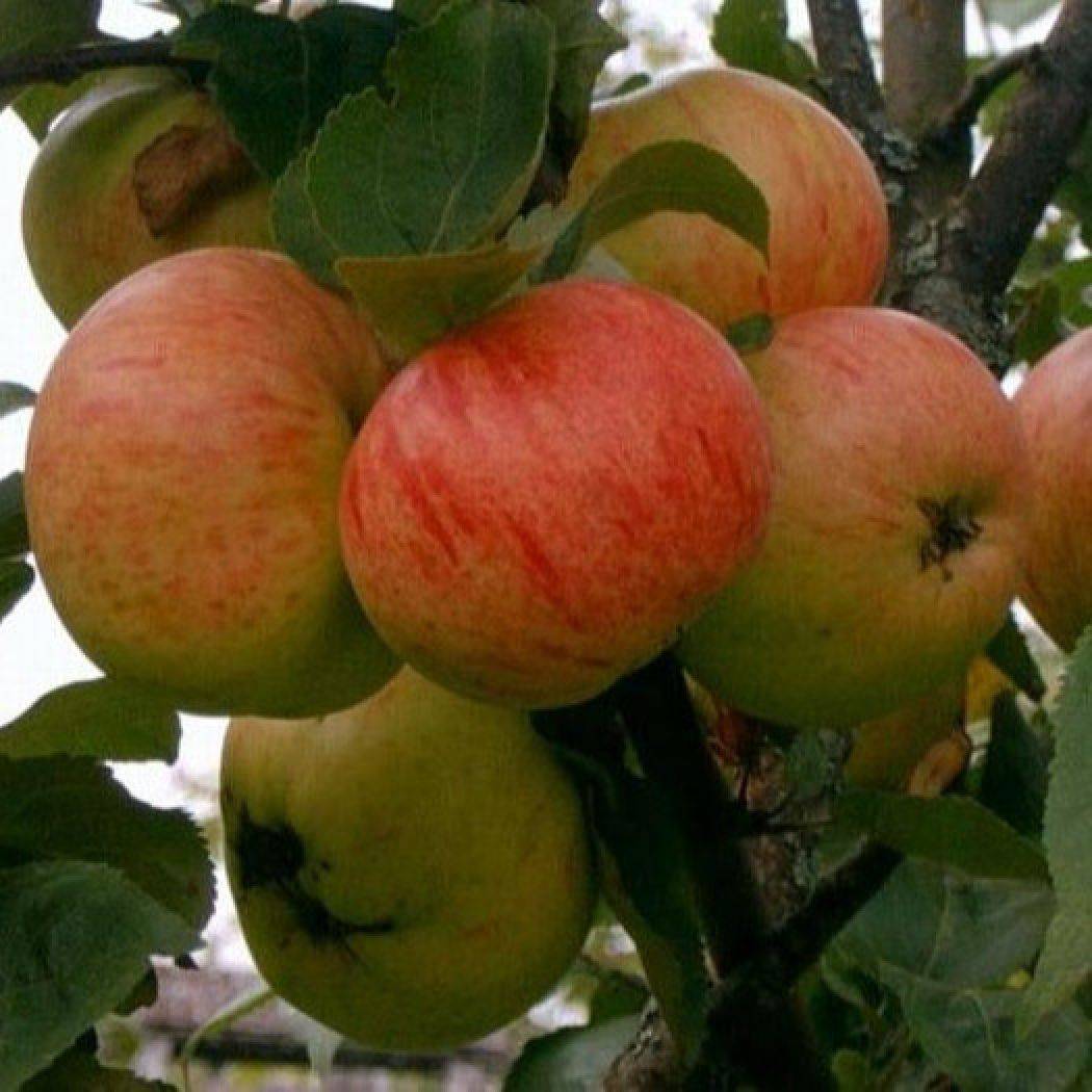 Описание яблони летнее полосатое фото и описание сорта фото