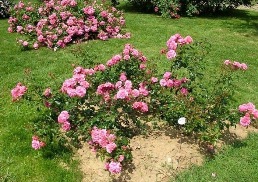 Сорта почвопокровных роз с описанием и фото