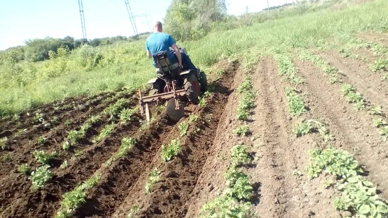 Под окучивание картофеля. Окучивать картошку мотоблоком. Мотоблок окучивание картофеля. Окучивание картофеля мотокультиватором 900м. Окучивание картошки мотоблоком.