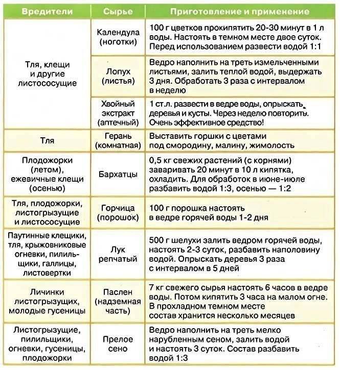 Схема защиты персика от болезней и вредителей