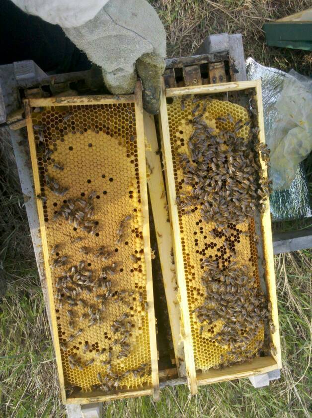 Что такое пчелопакеты и для чего они необходимы?