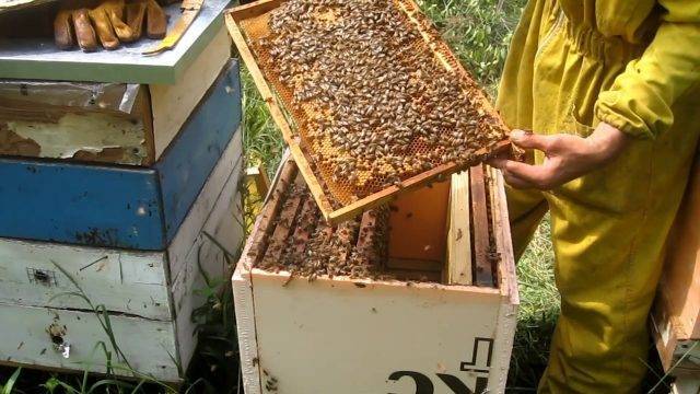 Сахарный сироп для пчёл: сроки подкормки осенью, зимой и весной, как приготовить, пропорции и соотношения