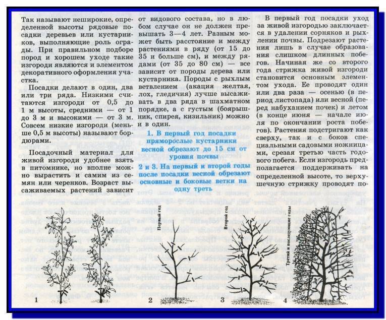 Спирея японская живая изгородь схема посадки