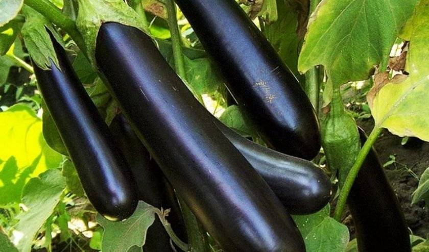 Баклажан черный красавец и особенности его выращивания
