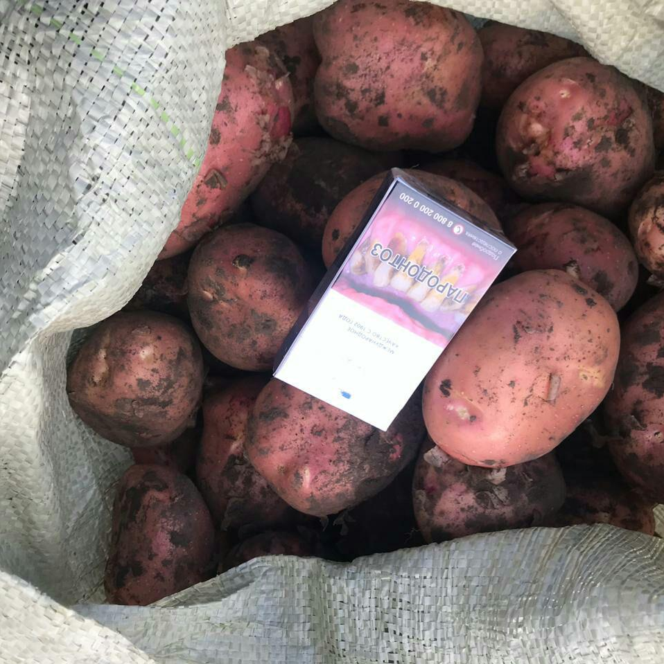 Картофель сорта импала: суперранний, урожайный, высококачественный, столовый