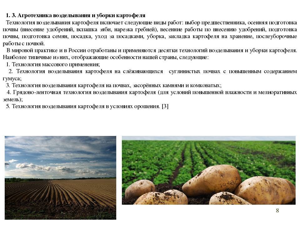 Выращивание картофеля: новые технологии и методы