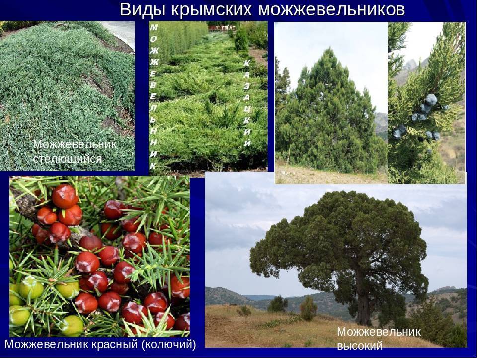 50 фото и описание растения «можжевельник крымский», ? посадка и уход, его полезные свойства