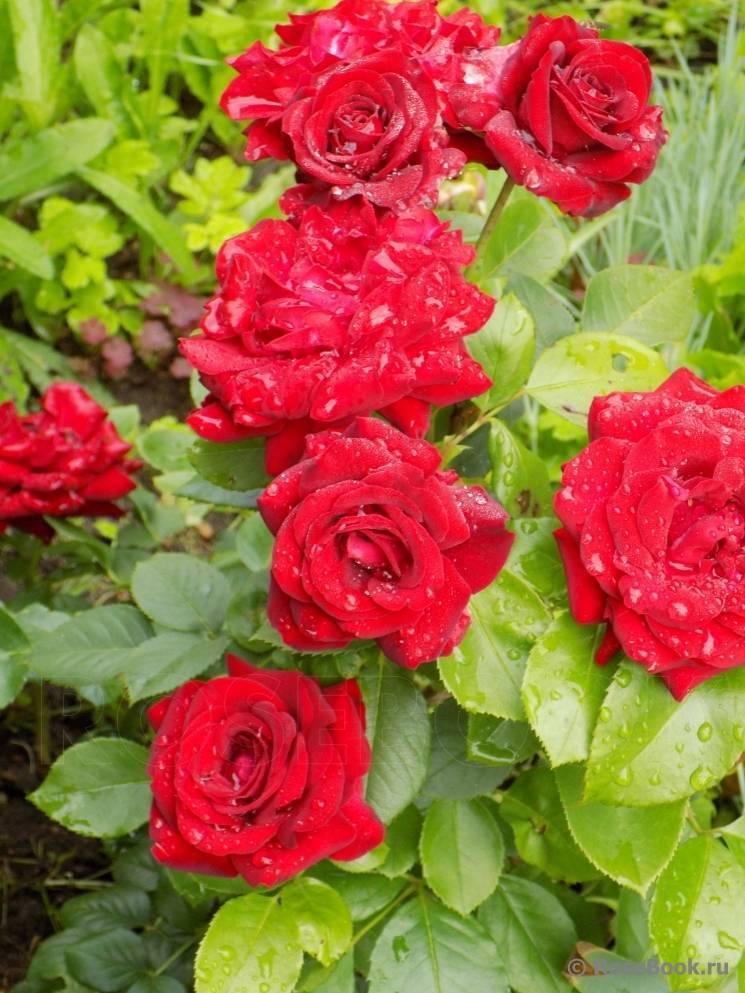 Популярная роза флорибунда - никколо паганини: посадка и уход, размножение и отзывы