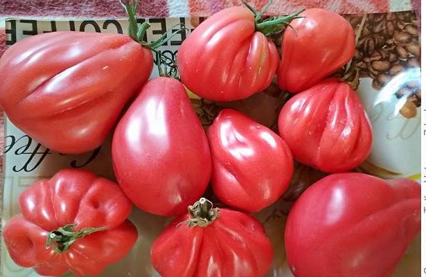 Томат инжир розовый - отзывы о сорте, описание, фото