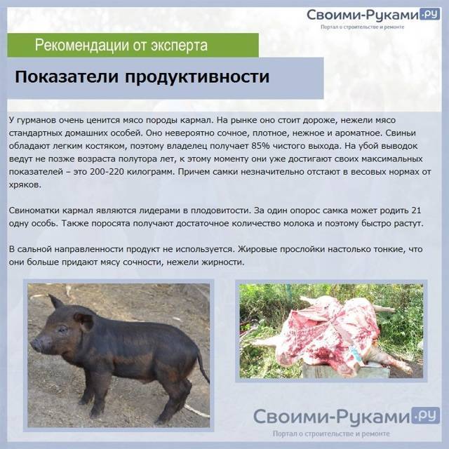Порода свиней кармалы ? : описание, продуктивные характеристики, кормление и разведение, а также уход | отзывы о породе